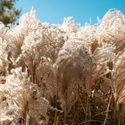 Miscanthus sinensis 'Kleine Silberspinne' 2L -
