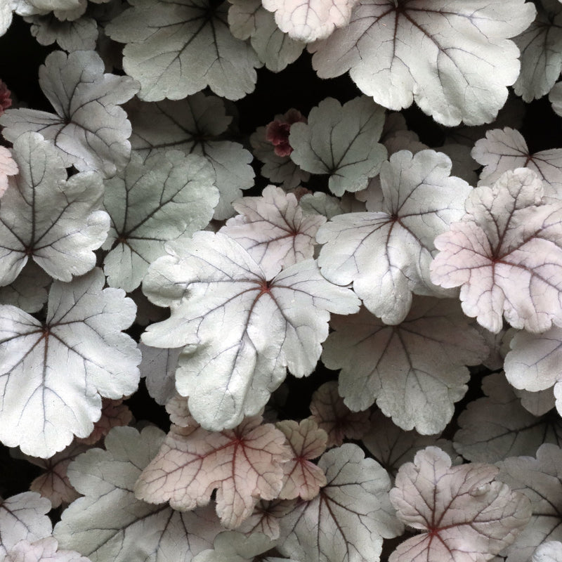 Heuchera 'Silver Gumdrop' 2L -