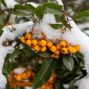 Pyracantha coccinea 'Golden Charmer' 1L -