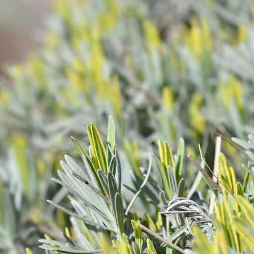 Lavender angustifolia 'Platinium Blonde' 9cm -