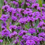 Verbena 'Rigida' 9cm/1.5L/2L -
