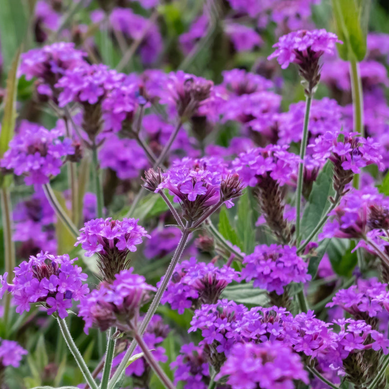 Verbena 'Rigida' 9cm/1.5L/2L -