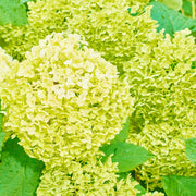 Hydrangea paniculata 'White Light' 2L / 5L / 7.5L -