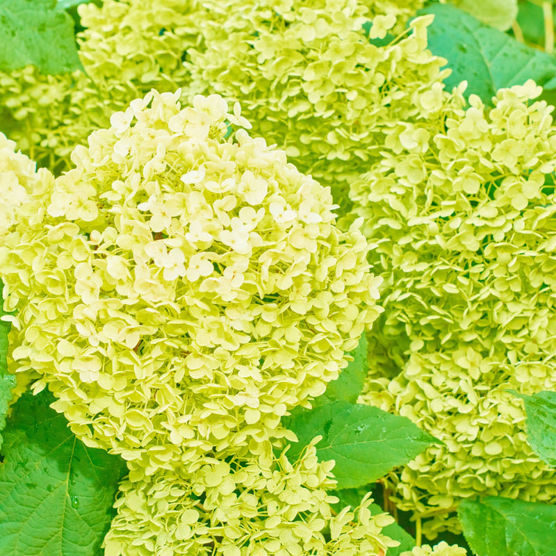Hydrangea paniculata 'White Light' 2L / 5L / 7.5L -