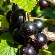 Blackcurrant 'ribes nigrum' Ben Nevis 2L - Home & Garden > Plants > Indoor & Outdoor Plants > Landscaping & Garden Plants