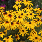 Rudbeckia fulgida Goldstrum 9cm-2L -