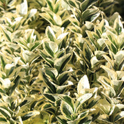 Euonymus japonicus 'White Spire' 9cm-4L (Multibuy Offers Available) -