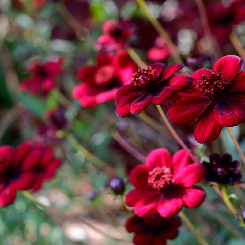 Cosmos 'Cherry Chocolate' 9cm -