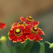 Helenium autumnale 'HayDay Red Bicolor' 9cm -