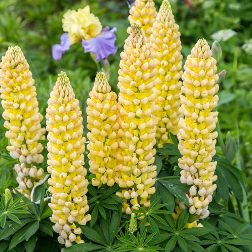 Lupin Legendary Yellow Shades 3L -