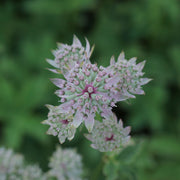 Astrantia 'Florence' 2L -