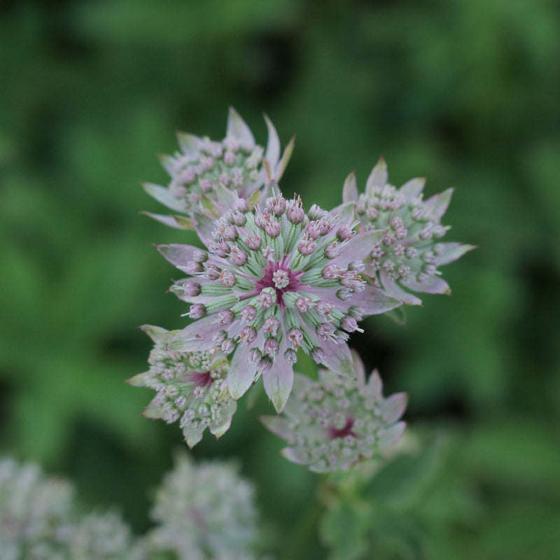 Astrantia 'Florence' 2L -