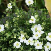 Arenaria montana 9cm -