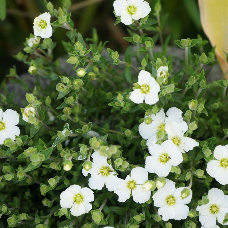 Arenaria montana 9cm -