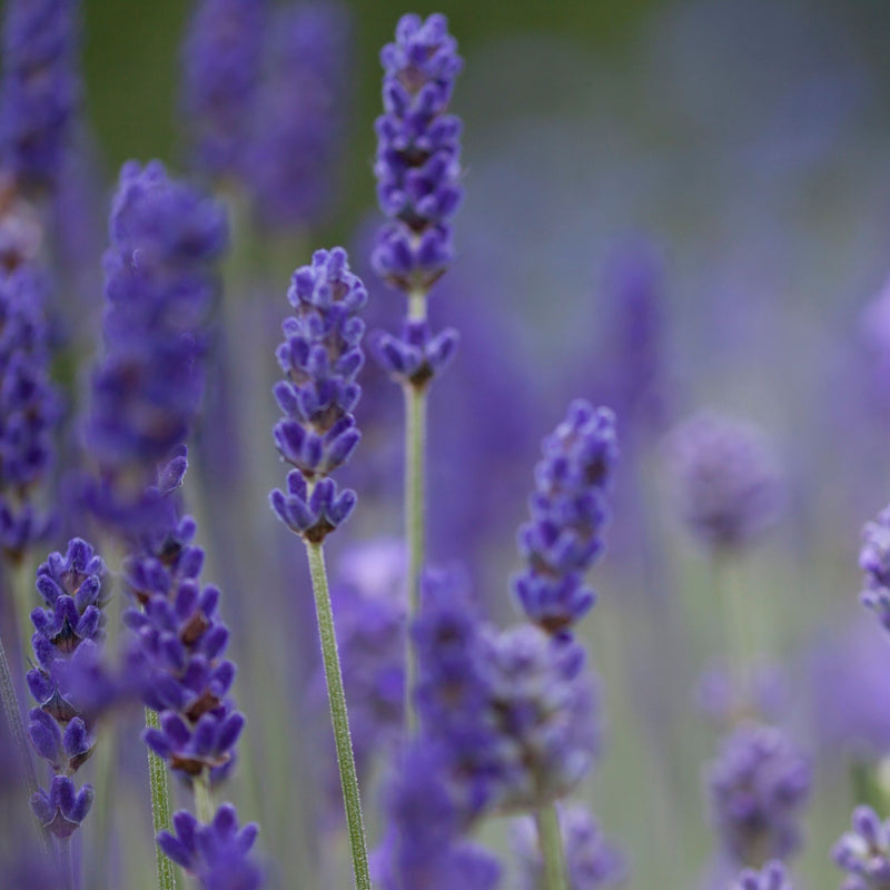 Lavender angustifolia 'Blue Scent' 9cm -