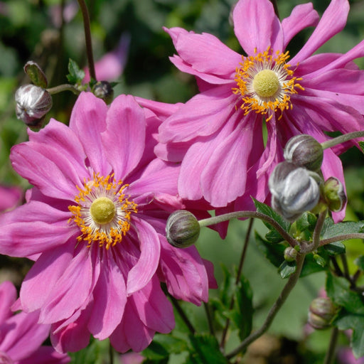 Anemone x hybrida Bressingham Glow 9cm Pot -