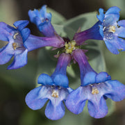 Penstemon 'Heavenly Blue' 9cm -
