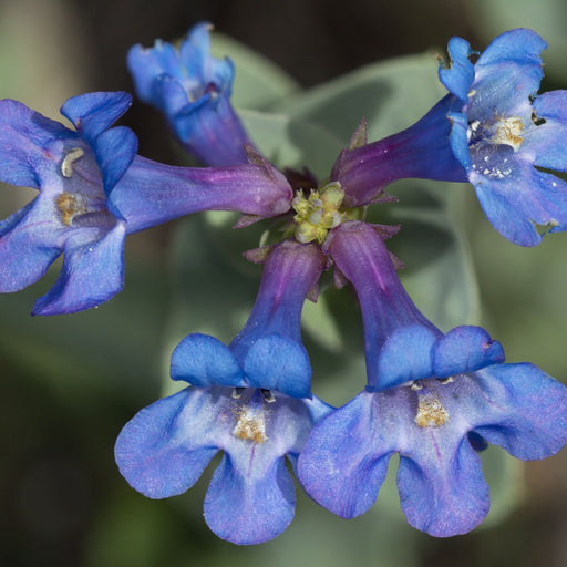 Penstemon 'Heavenly Blue' 9cm -