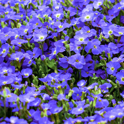 Veronica repens 9cm -