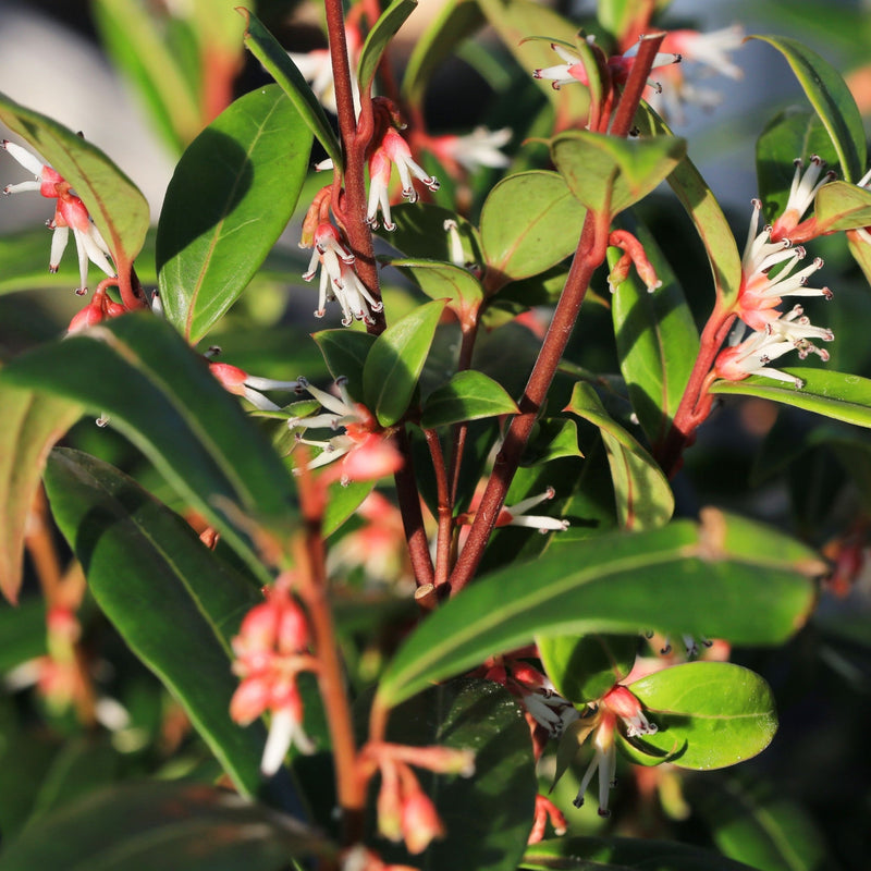 Sarcococca hookeriana 'Winter Gem' 9cm / 2L -