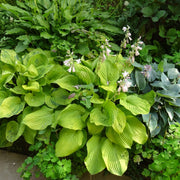 Hosta 'Guacamole' 9cm -