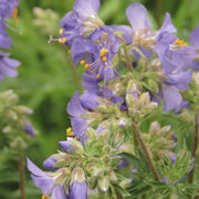 Polemonium 'Golden Feathers' (Jacobs Ladder) 9cm -