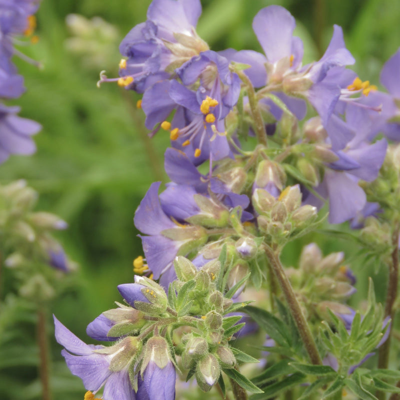 Polemonium 'Golden Feathers' (Jacobs Ladder) 9cm -