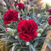 Dianthus 'Dash Crimson' 9cm -