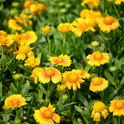 Gaillardia aristata 'Sunrita Golden Yellow' 9cm Pot -