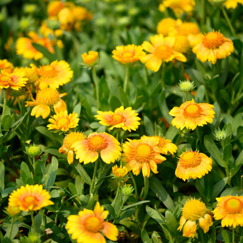 Gaillardia aristata 'Sunrita Golden Yellow' 9cm Pot -