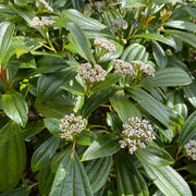 Viburnum davidii 9cm -