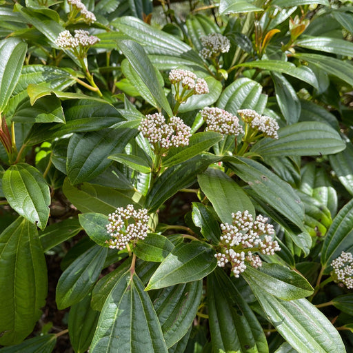 Viburnum davidii 9cm -
