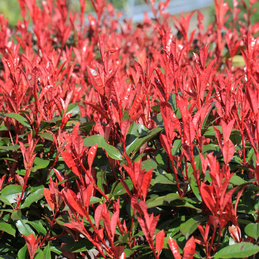 Photinia fraseri 'Robusta Compacta' 5L (70-80cm) -