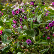 Pulmonaria 'Raspberry Splash' 9cm/2L -