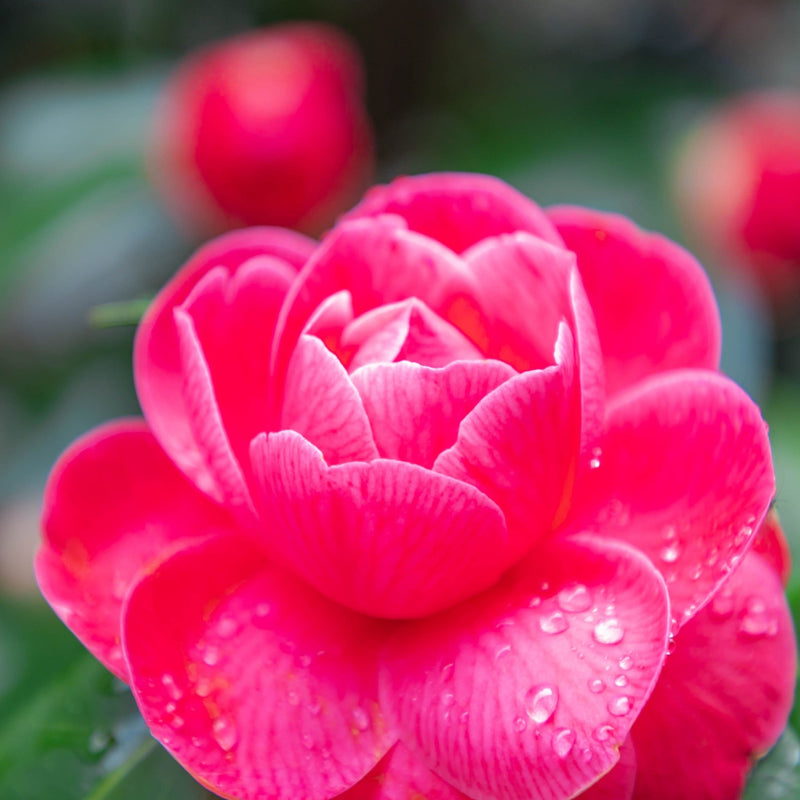 Camellia japonica 'Tom Knudsen' 40-50cm -