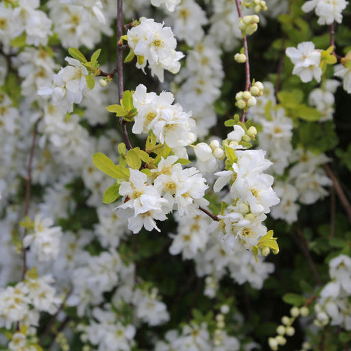 Exochorda × macrantha 'The Bride' 2L -