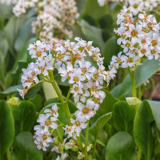 Bergenia Bressingham White 2L -
