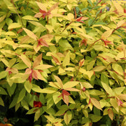 Spiraea japonica 'Golden Princess' 9cm / 1L / 2L -