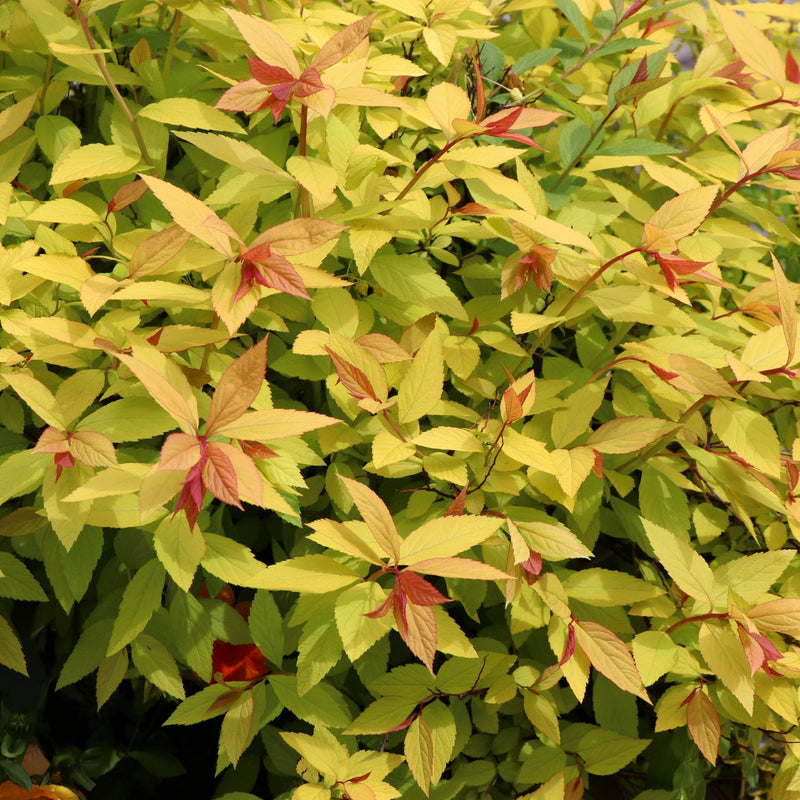 Spiraea japonica 'Golden Princess' 9cm / 1L / 2L -