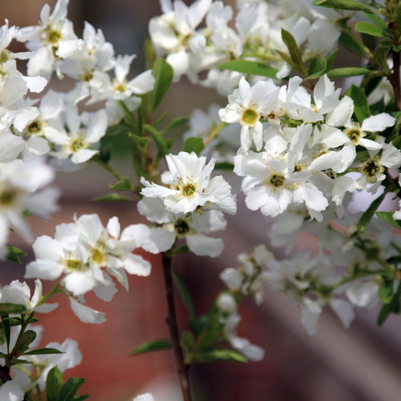 Exochorda racemosa 2L -