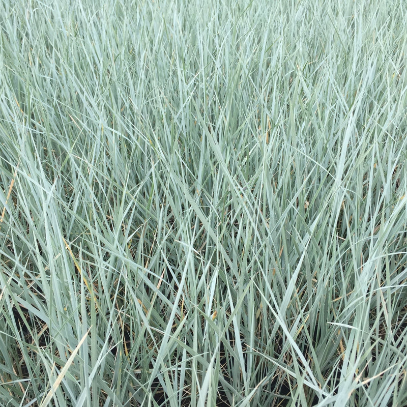 Elymus magellanicus 9cm -