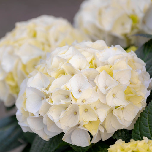 Hydrangea macrophylla Vanilla Sky 2L -