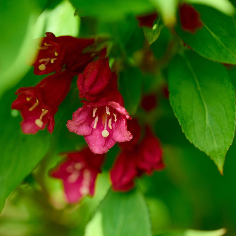 Weigela florida 'Cherry Love' 9cm -