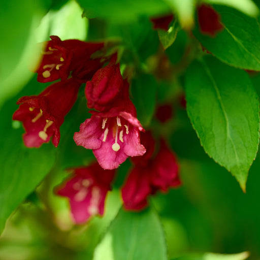 Weigela florida 'Cherry Love' 9cm -