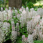 Tiarella 'Spring Symphony' 9cm / 2L -