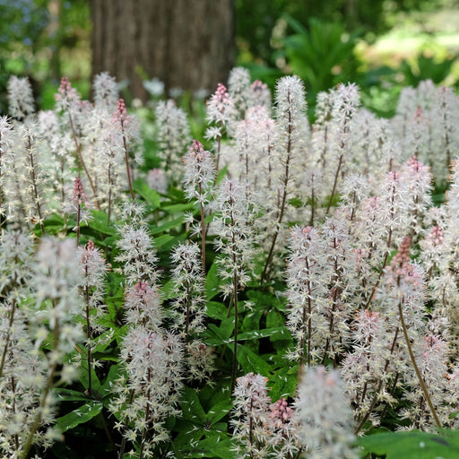 Tiarella 'Spring Symphony' 9cm / 2L -