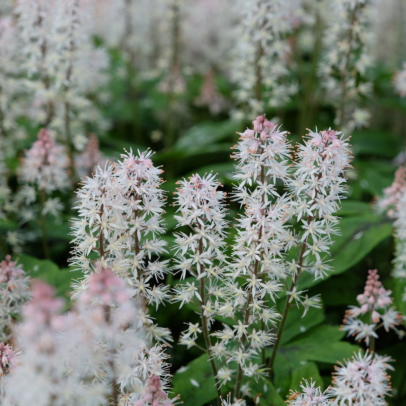 Tiarella 'Spring Symphony' 9cm / 2L -