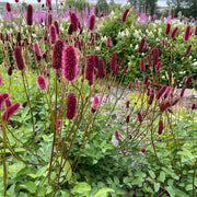 Sanguisorba Menziesii 9cm -