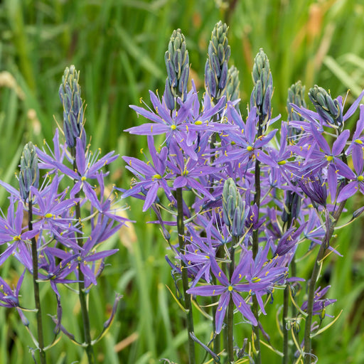 Camassia leichtlinii ‘Caerulea’ 9cm Pot -
