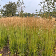 Calamagrostis x acutiflora 'Karl Foerster' 9cm/2L -